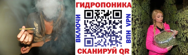 Конопля индика  Дербент 
